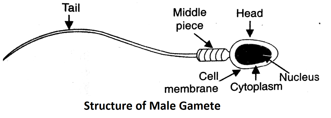 male gamete