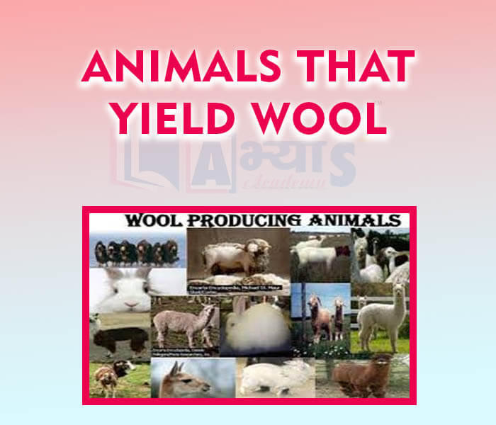 Animals that yield Wool