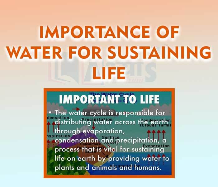 what is the importance of water to life