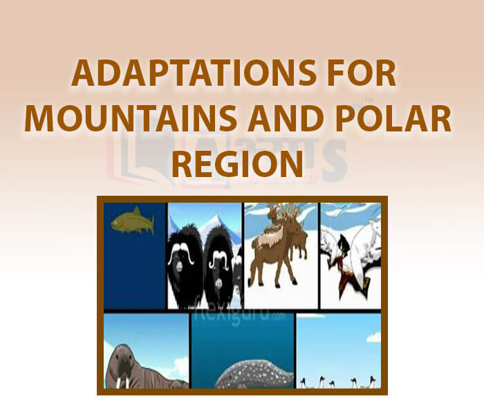 Adaptations For Mountains And Polar Region