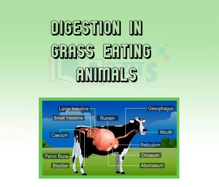 Digestion in Grass Eating Animals