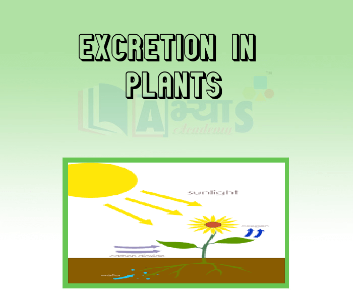 excretion in plants