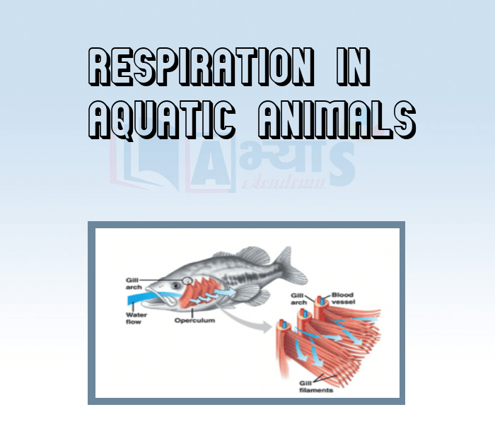 Respiration in Aquatic Animals