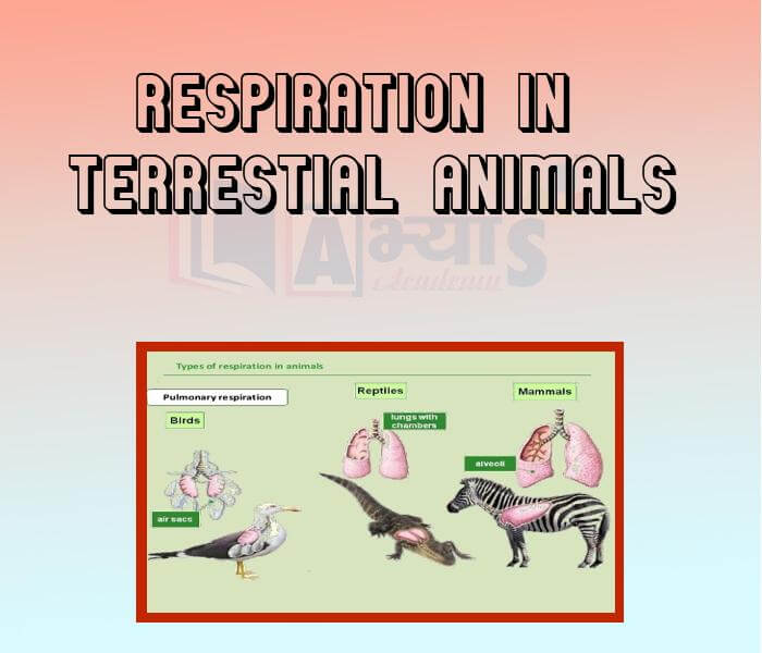 Respiration in Terrestial Animals
