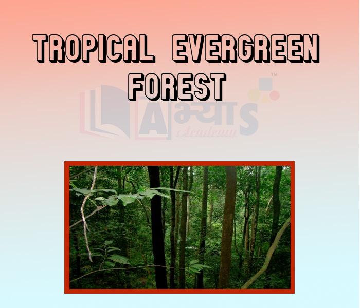 Tropical Evergreen Forest