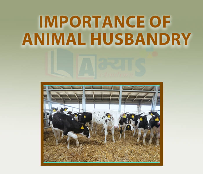 Importance of Animal Husbandry