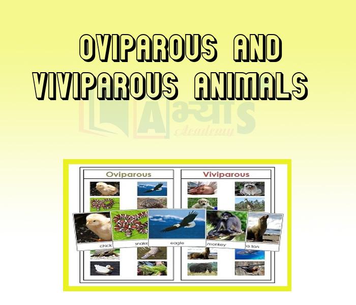 Oviparous and Viviparous Animals
