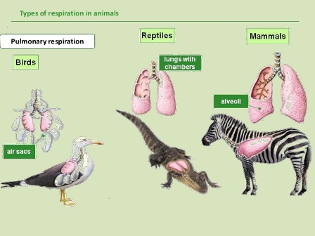 Respiration in Terrestial Animals