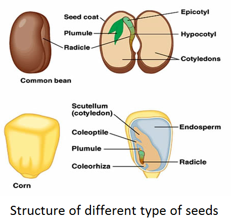 maize seed structure