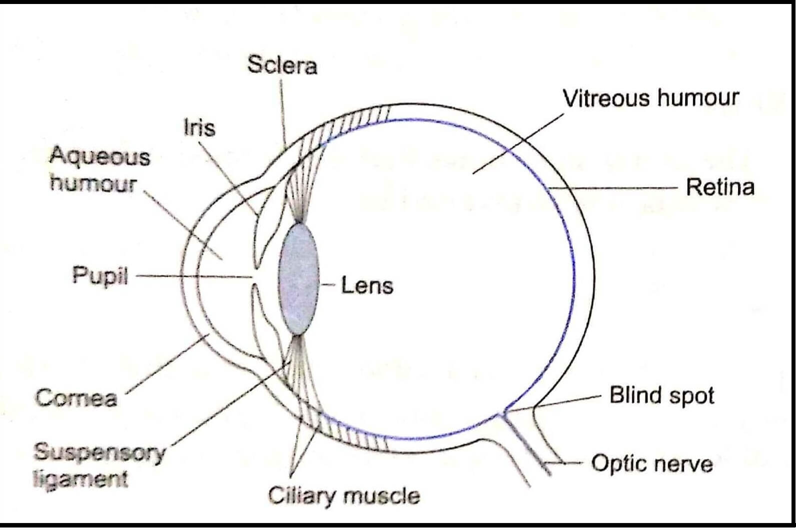 Eye allow to learn more about the surrounding world that we do with any ...